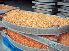Soya Tray